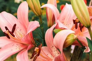 Beautiful pink Lilly flowers in the garden. Floral, natural, spring, summer background. N